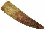 Fossil Spinosaurus Tooth - Real Dinosaur Tooth #319021-1